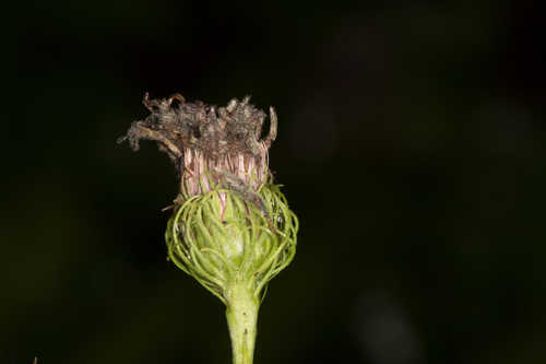 Vernonia arkansana #1